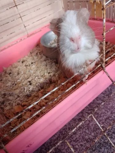 Porquinho da índia
