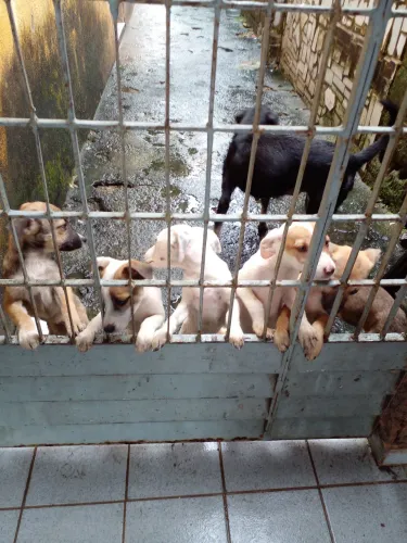 Tenho 6 filhotes para doar tem 3 meses 