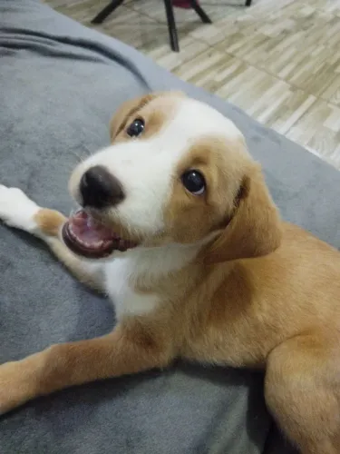 Cachorro fêmea 