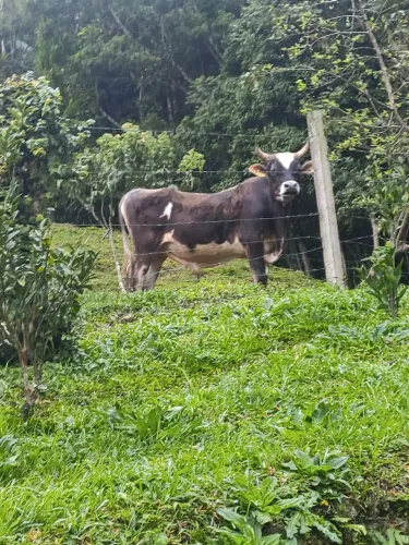 Touro jercy à venda - bom porte e bem cuidado
