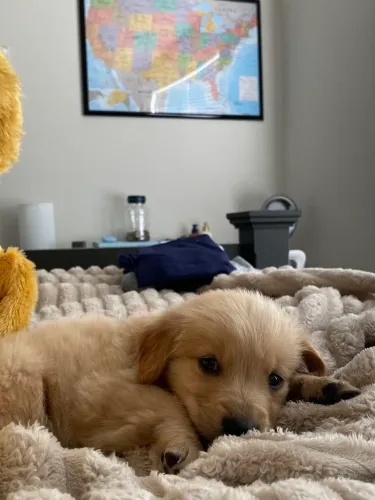 Golden Retriever adorável