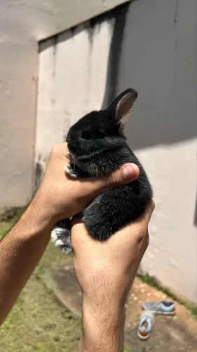 Filhote de Coelho Netherland 