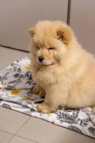 Chow Chow Ursinho Disponível ?