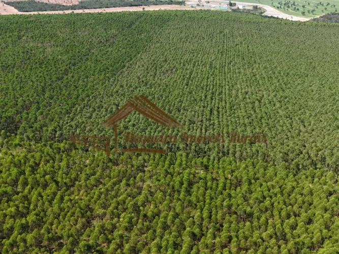 Fazenda com 509 hectares na região de Botucatu-SP