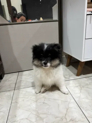 Filhote de Lulu da Pomeranea