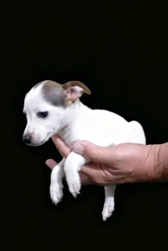 Pinscher mini