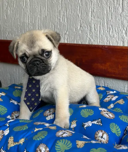 Pug macho com pedigree