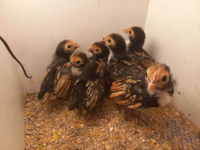 Lote de pintinhos sebrait dourado