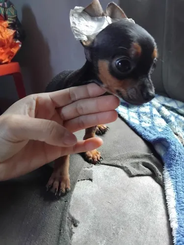 Vendo pinscher fêmea n1 3 meses 