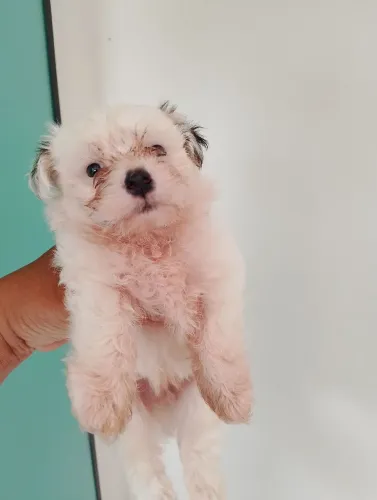 Vendo cachorrinho lindo