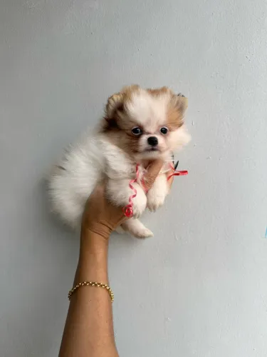 Lulu da Pomerania anãozinho ac cartão 