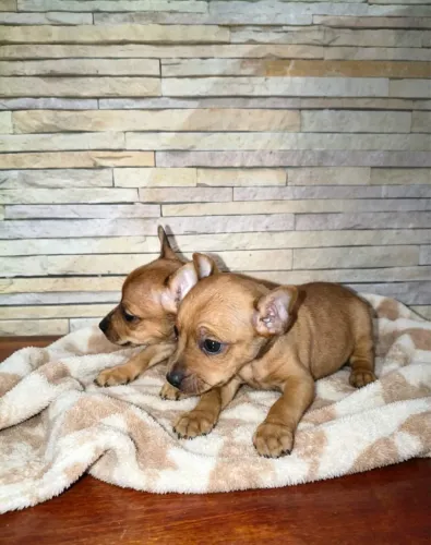 Pinscher