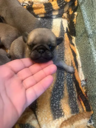 FILHOTES DE PUG