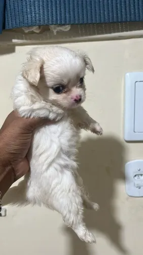 Linda fêmea de chihuahua