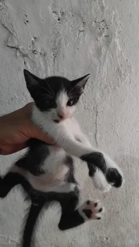 Lindos gatinhos estou doando