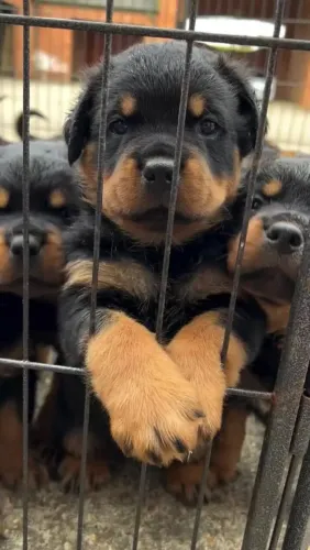 Filhote Rottweiler Macho