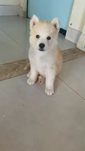 HUSKY SIBERIANO FILHOTE 