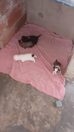 Filhotes de shii Tzu a venda