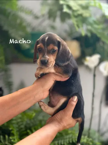 Filhotes de beagle (puros)