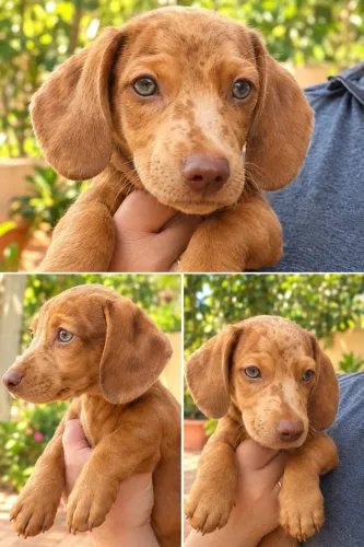 Vendo filhote da raça Basset