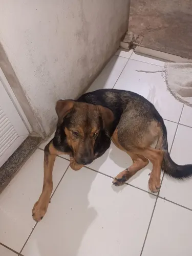 Adoção pastor alemão com rottweiler*