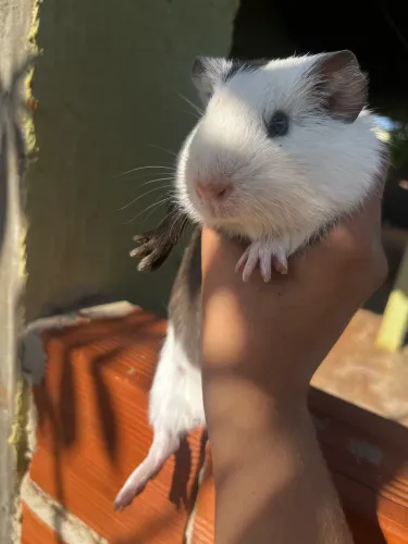 Porquinho da índia