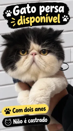 Gato persa macho