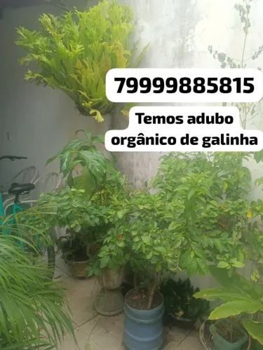 Plantas variadas