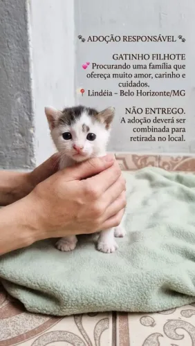 ? DOAÇÃO RESPONSÁVEL DE GATINHO FILHOTE ?