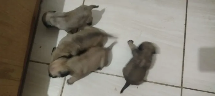 Venda de cachorro pug