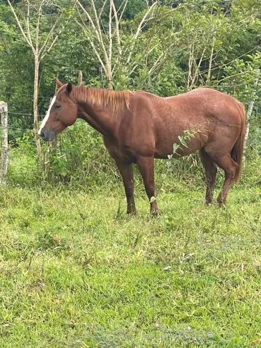 Cavalo a venda
