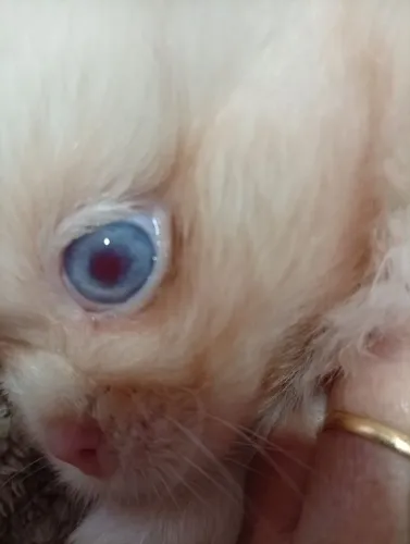 Último filhote Macho de Pequinês Albino 