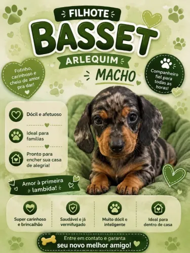 Basset tekel alerquim exótico