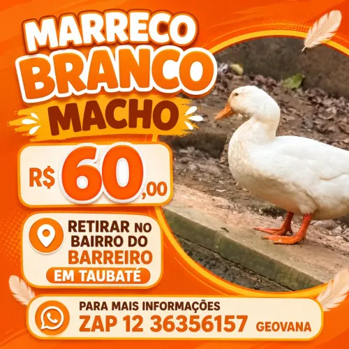 Marreco Branco Macho