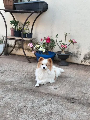 Venda macho