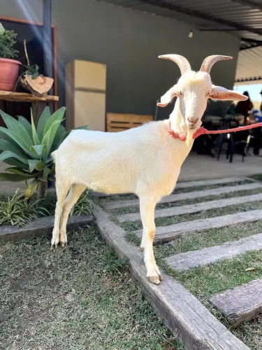 Cabrito Macho Castrado