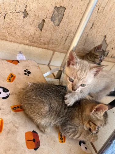 Gatinhos para adoção