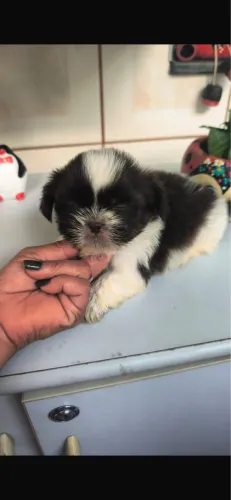 Shih-tzu macho e fêmea todas as cores