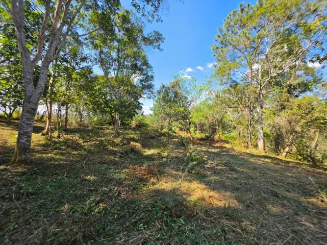 Terreno Plano com Pomar, Ótima Localização !