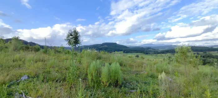 Sítio 5.000m² - Campinas 1 | Rolante/RS