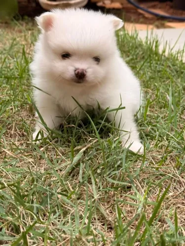 Spitz Alemão Branco Macho