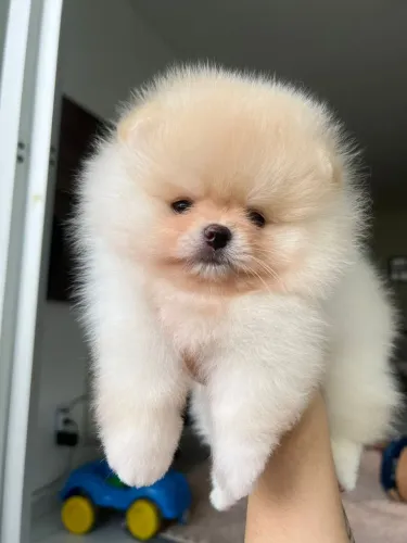 Spitz Alemão Anao ( ALTO PADRÃO )