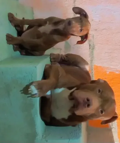 Doação responsável filhote de pit Bull,  a mãe e mistura de pit Bull pai e puro 