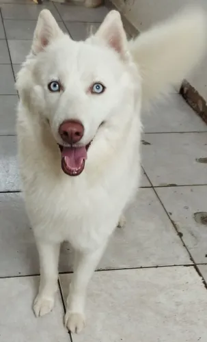 Procura se uma namorada Husky siberiano fêmea em Birigui 