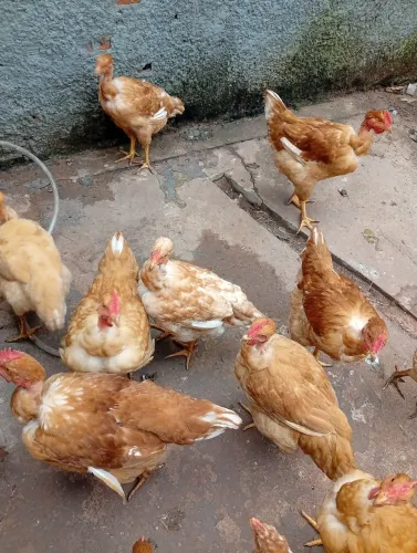 Frangos e galinhas 