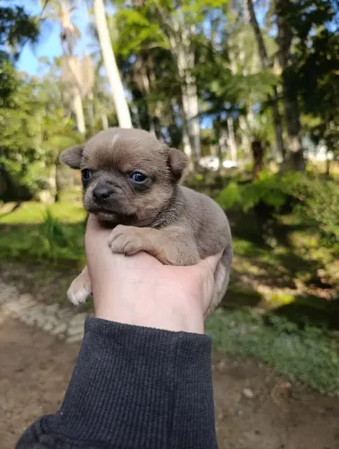 Chihuahua pelo curto filhotes