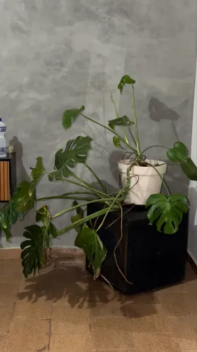 Planta Monstera Adulta 