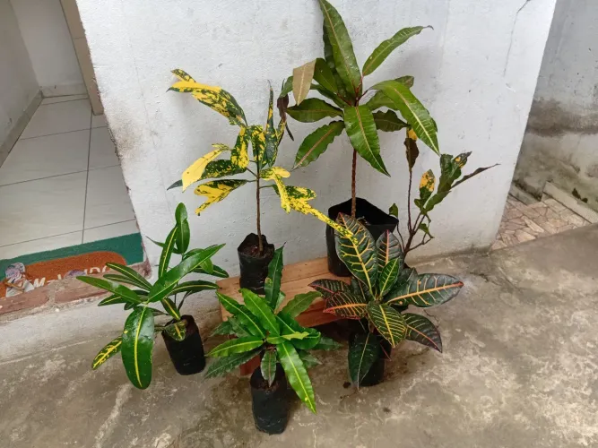 Vendo 45,00 cada, roça nova 