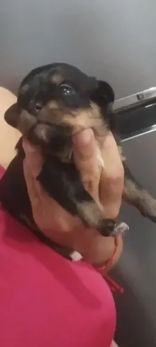 filhote pinscher com shitzu fêmea
