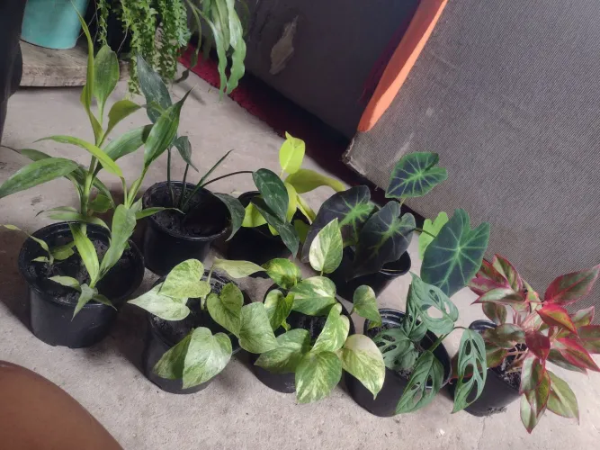 Plantas+Vasos cada 10,00 apenas